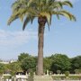 Phoenix 'Canariensis'